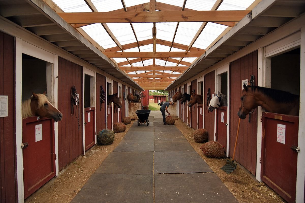 Конная ферма «лошади Дзержинский»