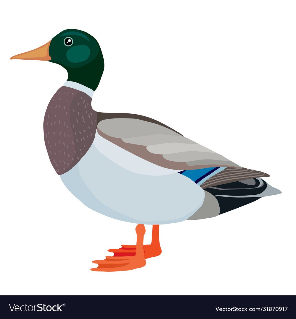 Утка кряква домашняя