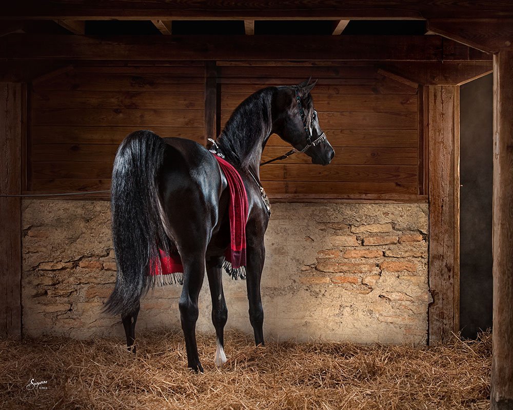 Красивая лошадь в стойле