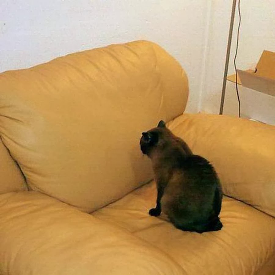 Кот отвернулся на диване