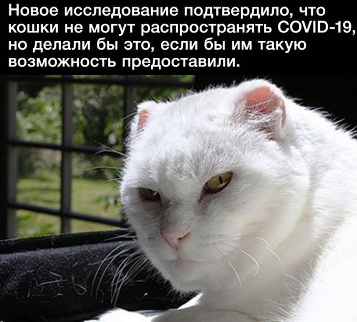 Ты обиделась кошка