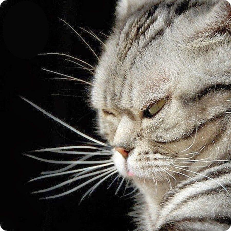 Котик обиделся