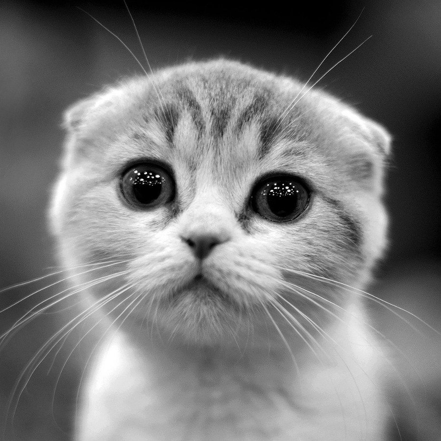 Обиженные котята