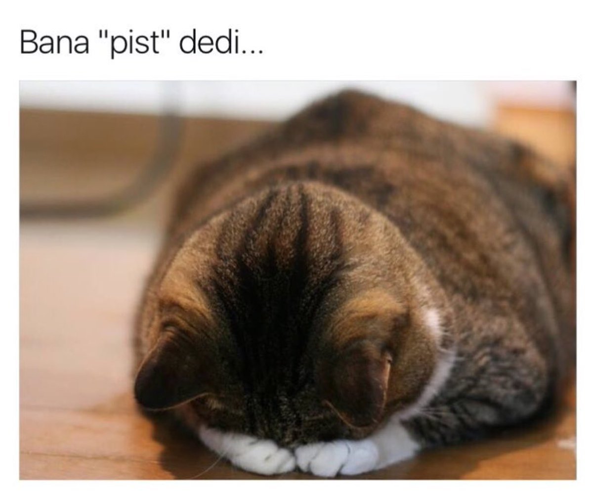 Кот отвернулся