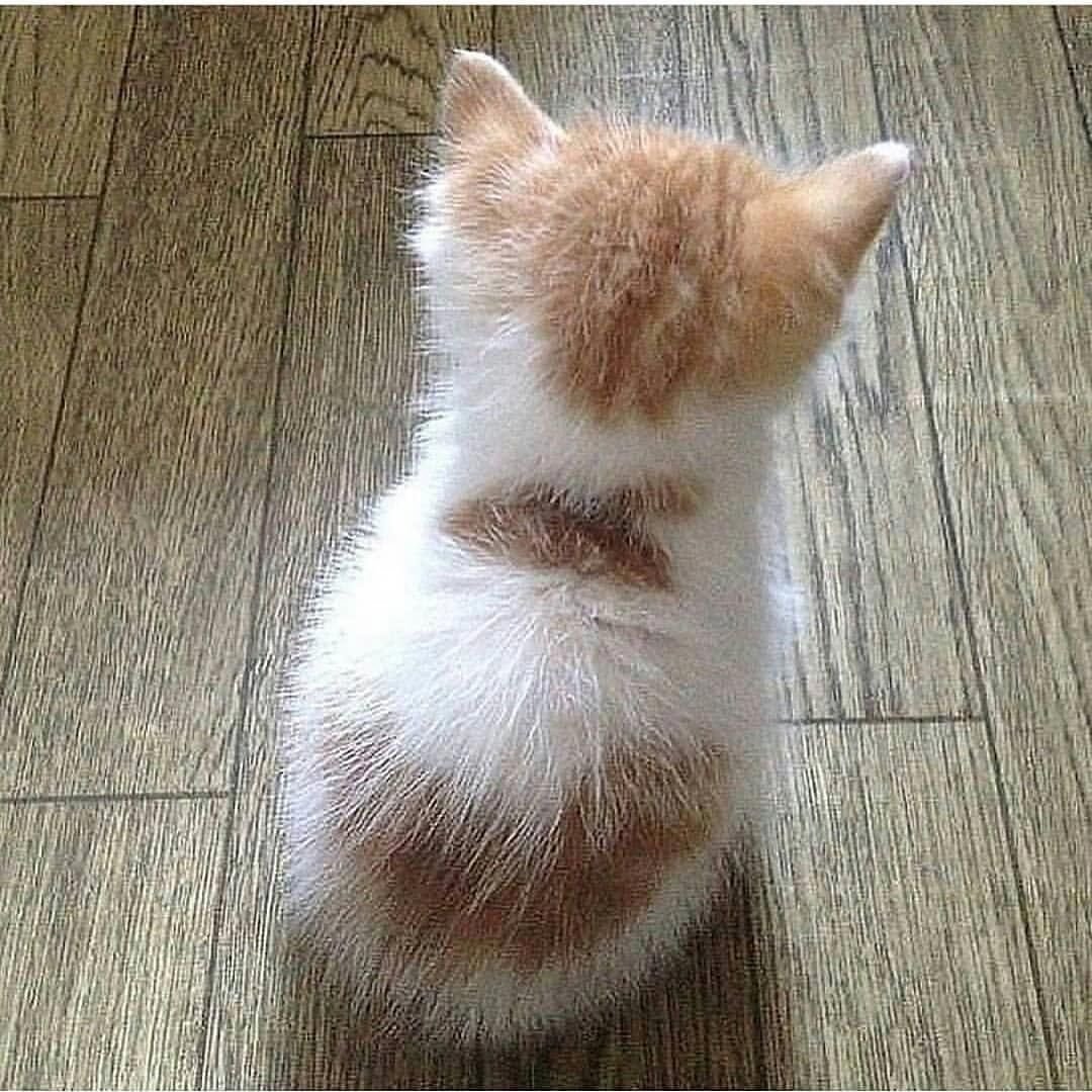 Обиженный кот