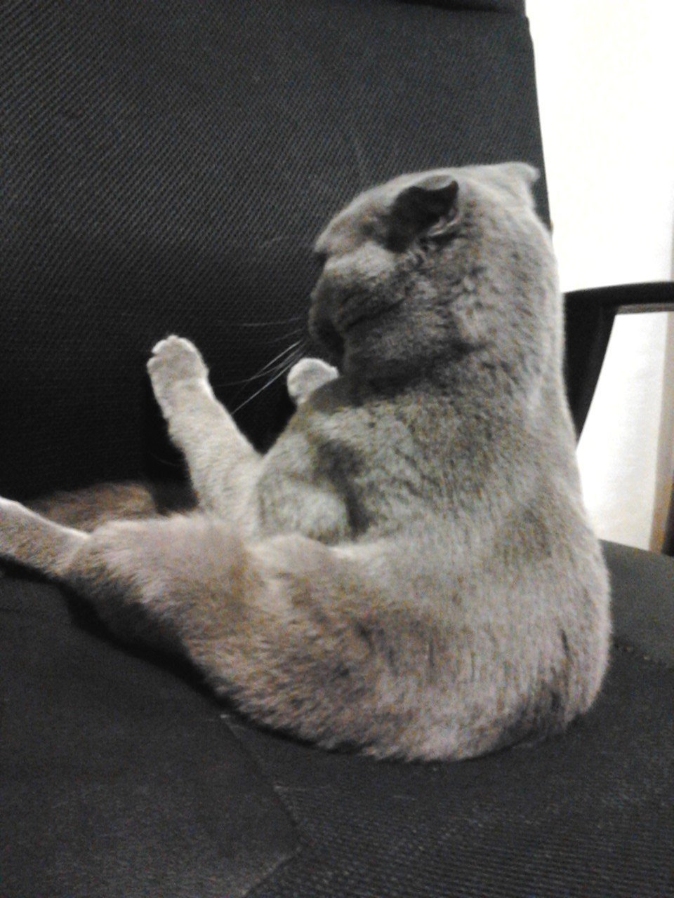 Кошка обиделась