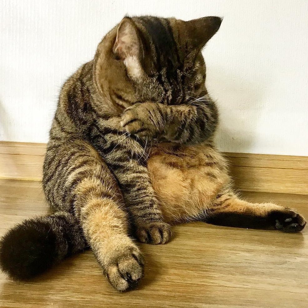 Обиженные котики