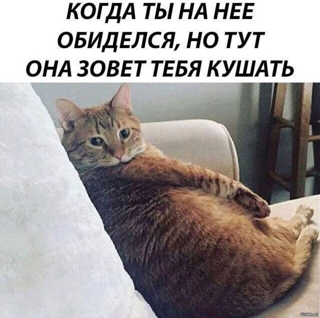 Кошка обиделась на кота