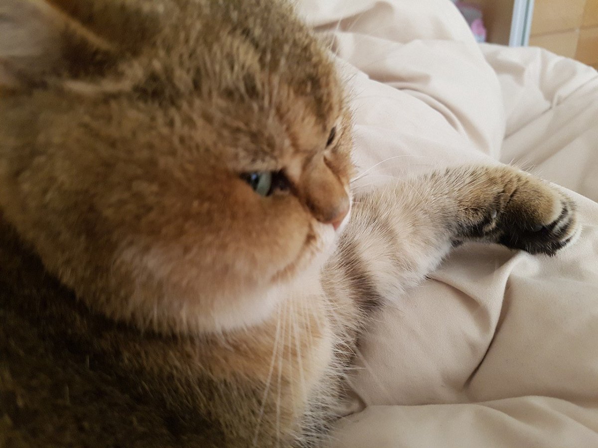 Пухлый котенок