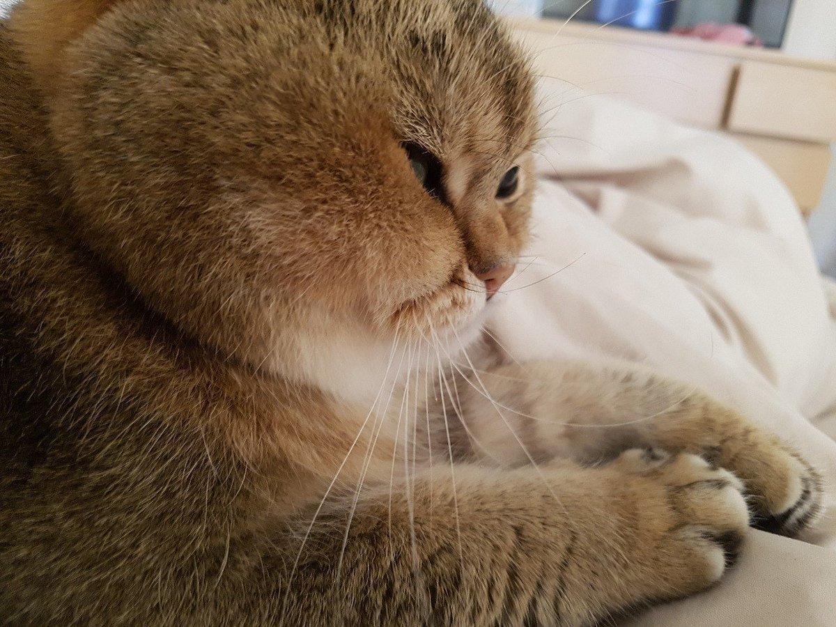 Милые толстенькие котята