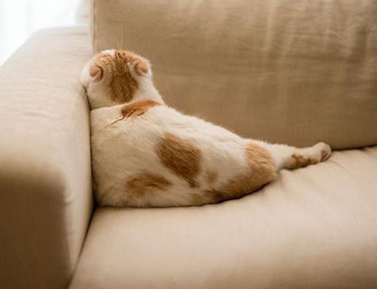 Обиженный кот