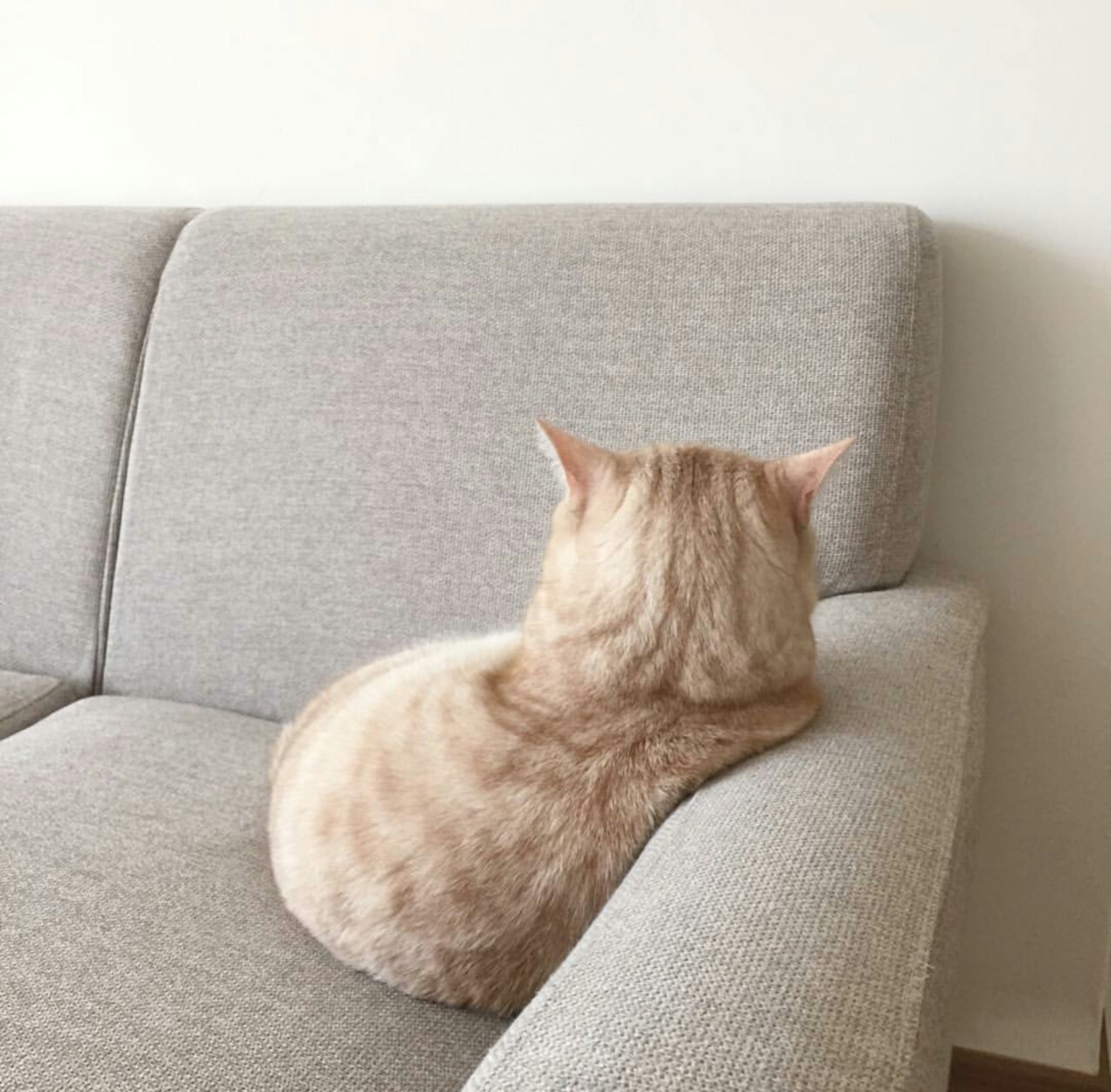 Кот отвернулся