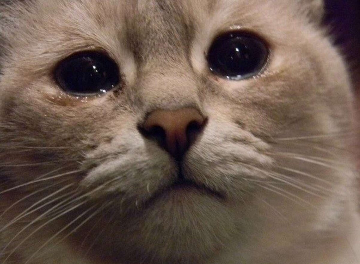 Обиженная кошка картинки