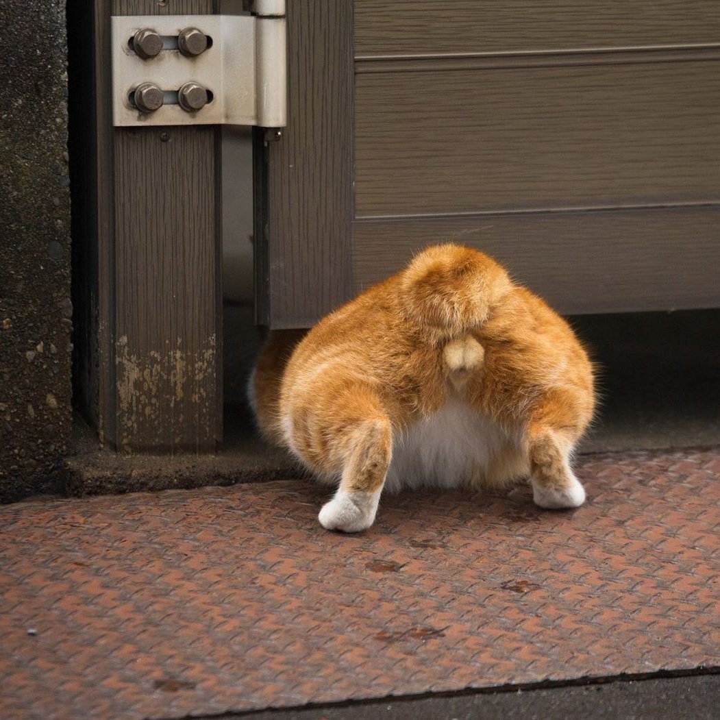 Рыжий кот обиделся