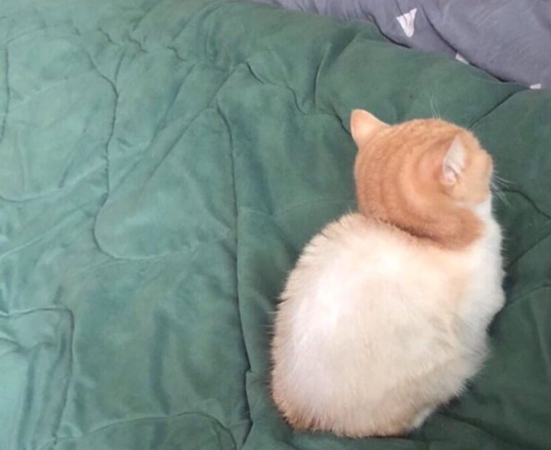 Котенок отвернулся