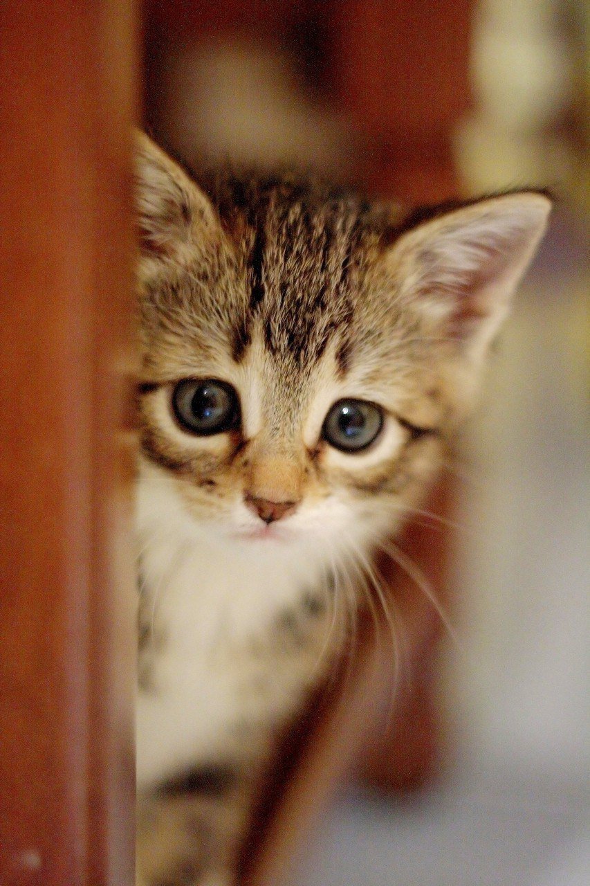 Скоттиш страйт Хосико