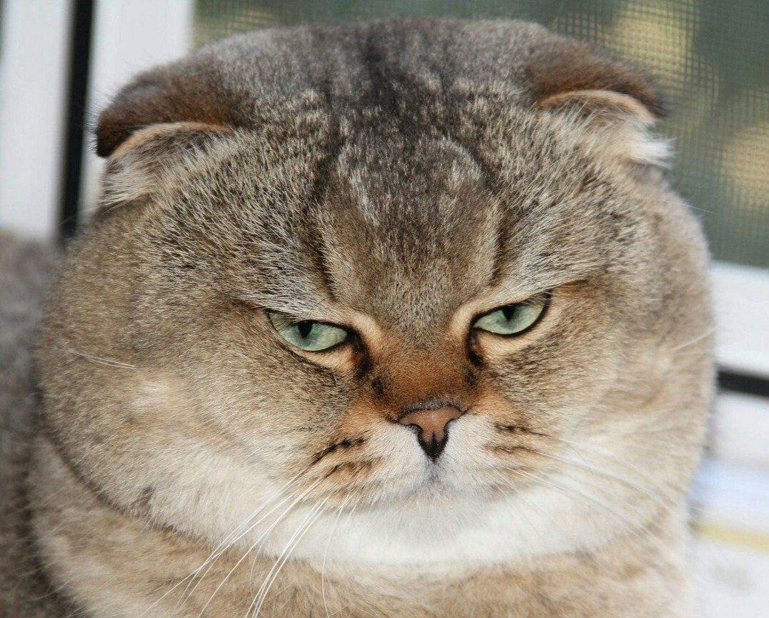 Кот с толстыми щеками