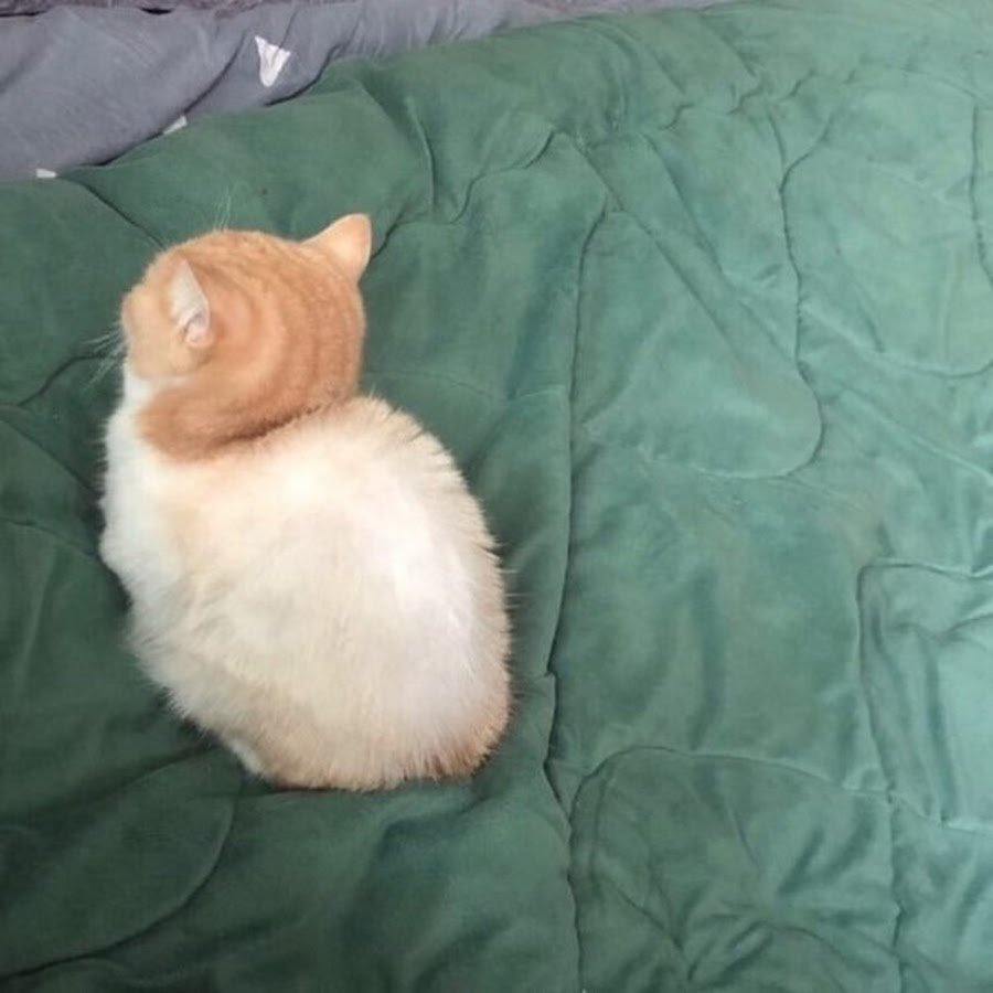 Обиженный котенок