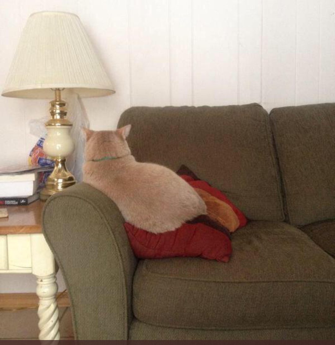 Когда поругался с котом