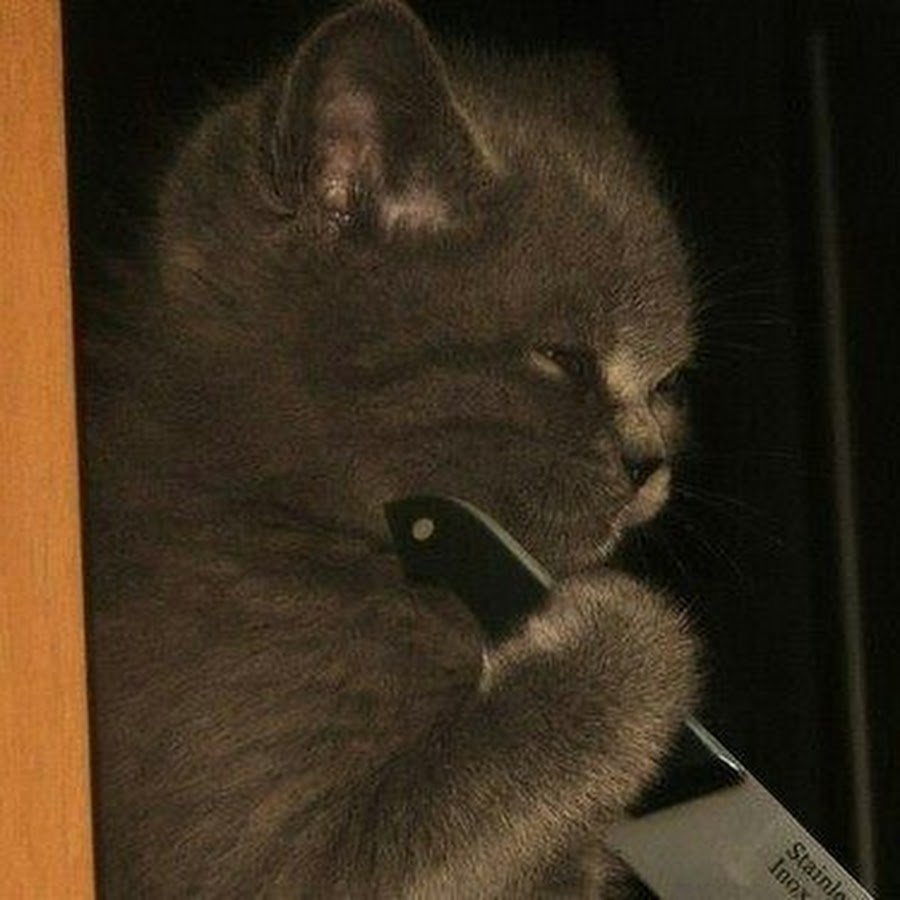 Кот угрожает