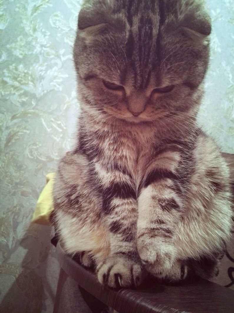 Обиженный котик