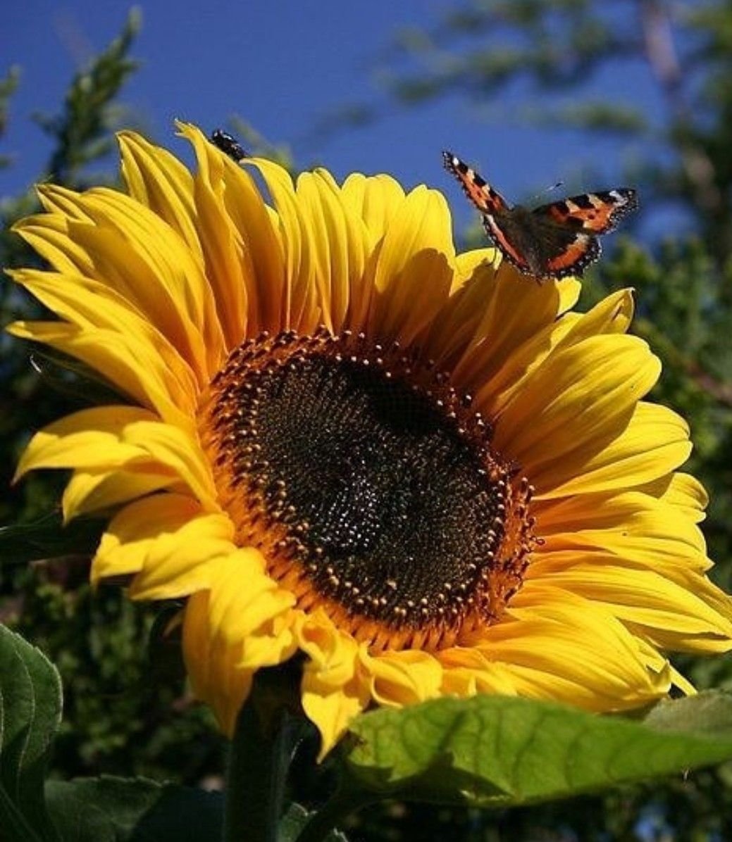 Символ Кубани подсолнух