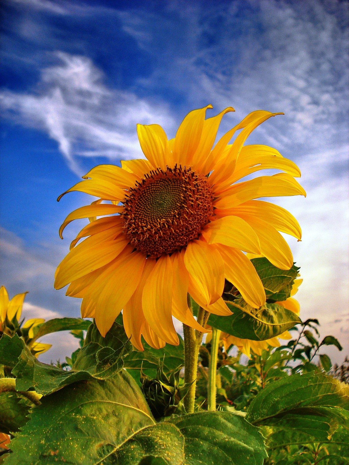 Солнечный цветок