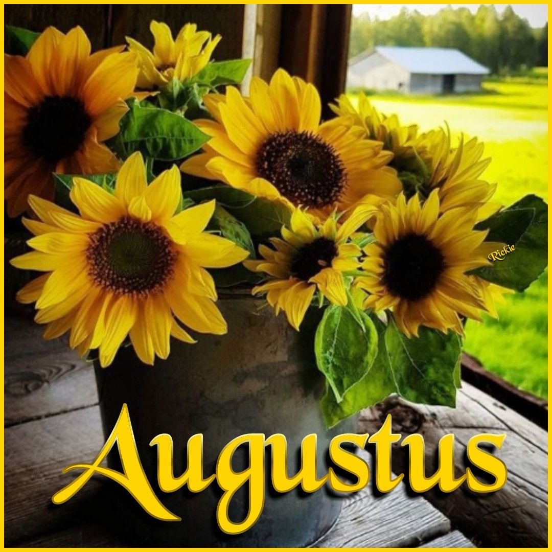 Красивые Подсолнухи