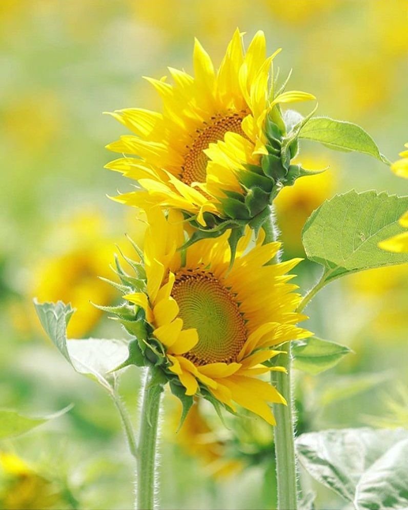 Красивые Подсолнухи