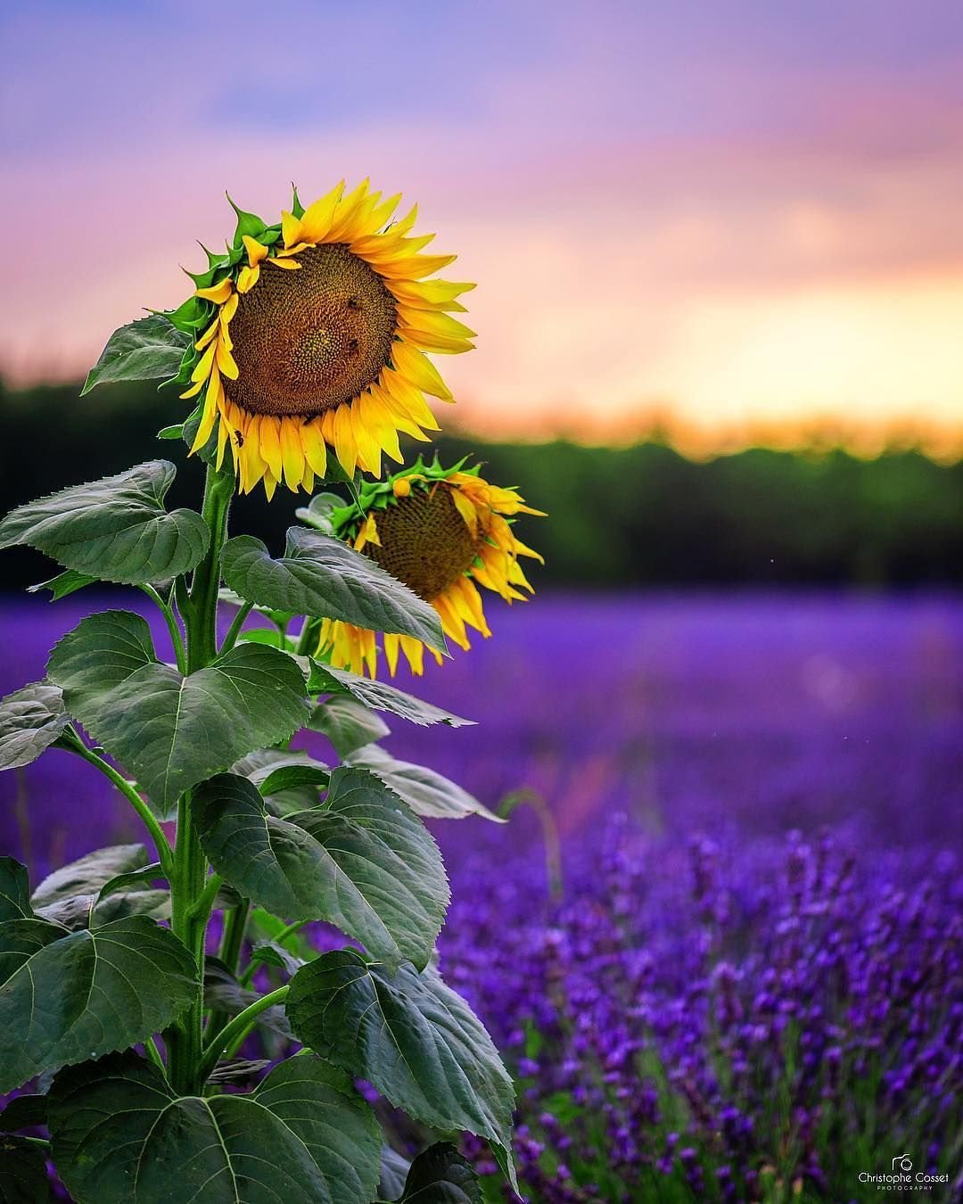 Подсолнух спереди