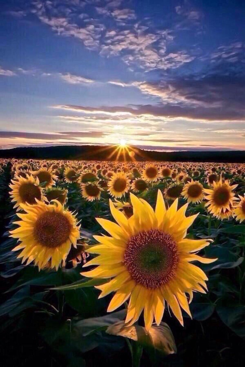 Поникший подсолнух