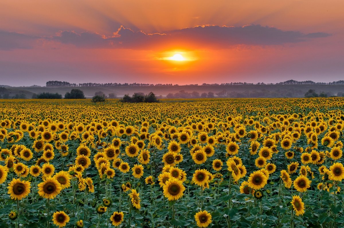 Яркие Подсолнухи