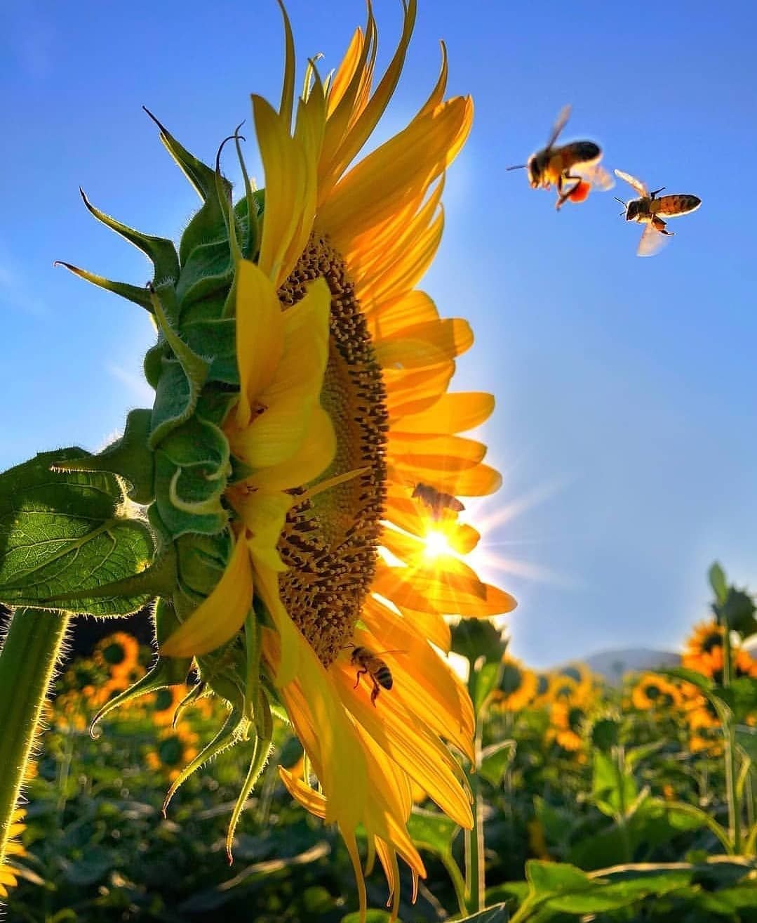 Подсолнухи на закате