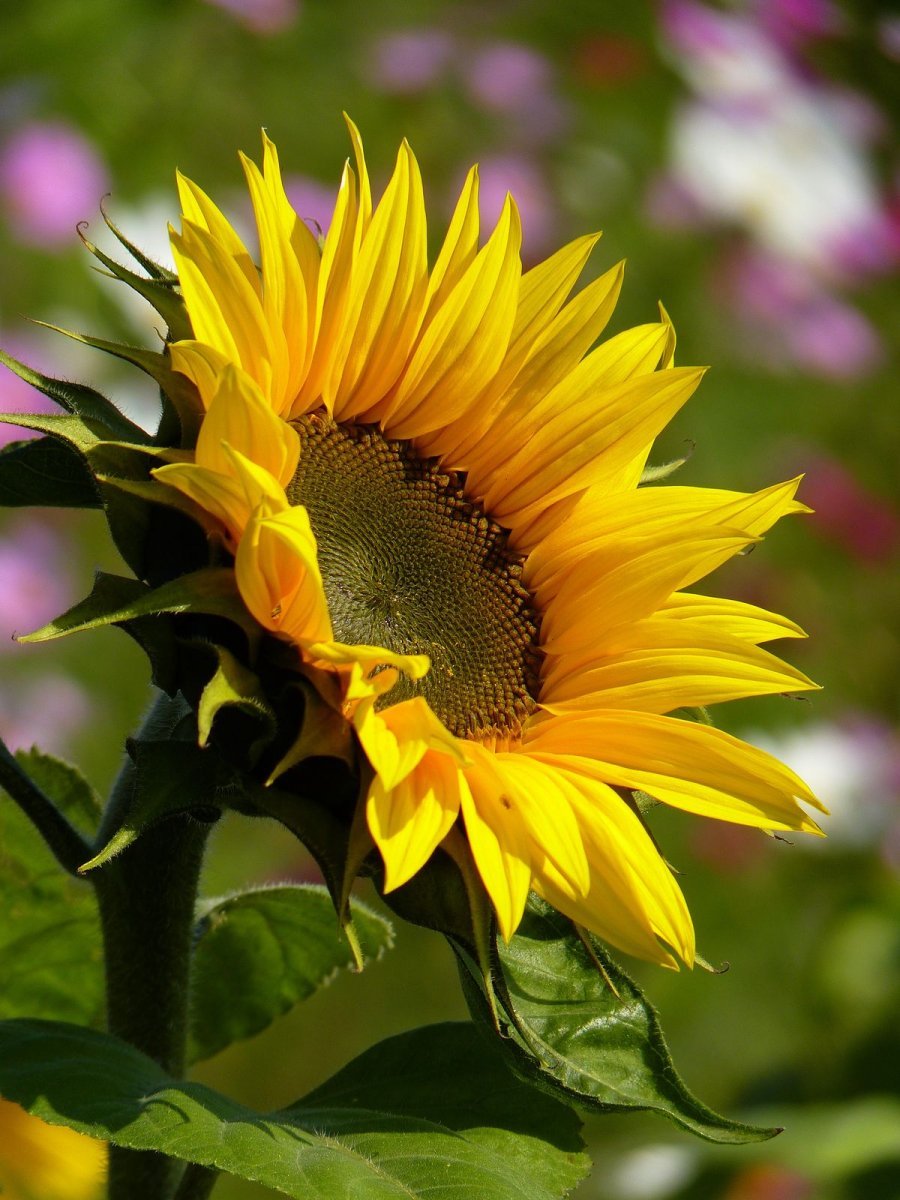 Картинки на рабочий стол Подсолнухи