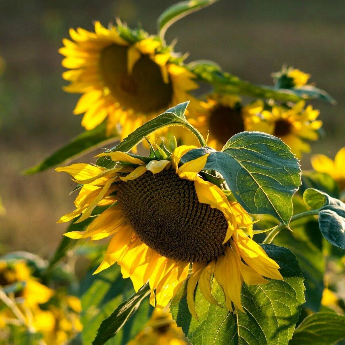 Подсолнечник в Аргентине