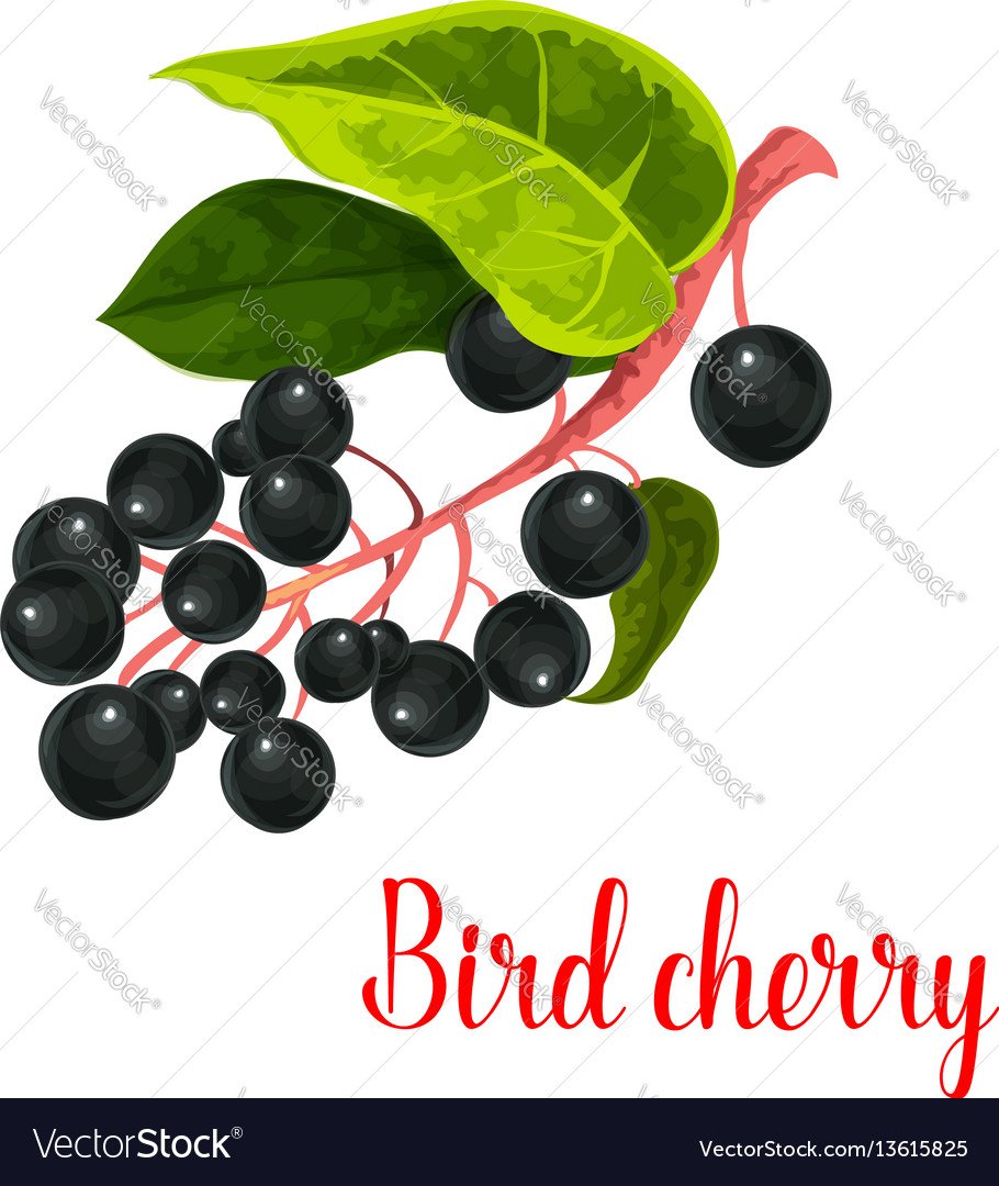 Ветка черемухи вектор