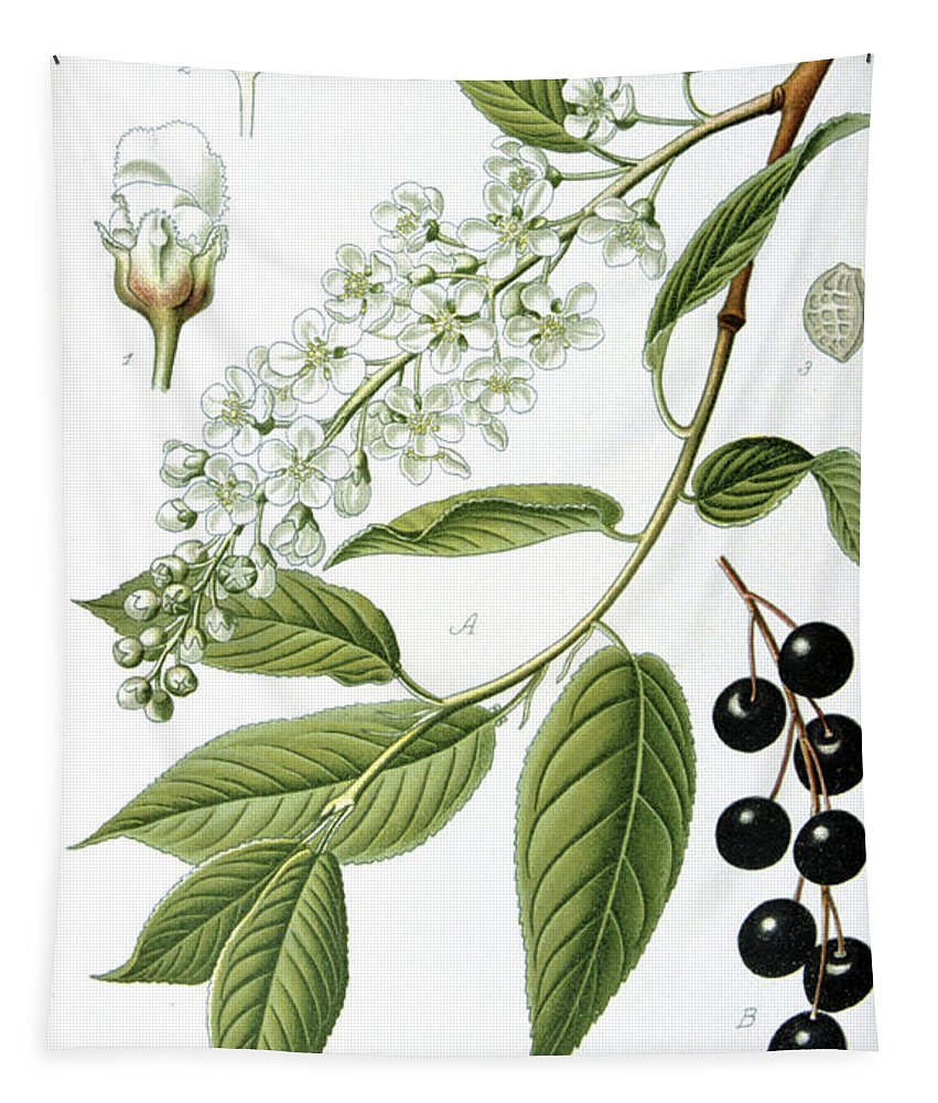 Черемуха ягоды