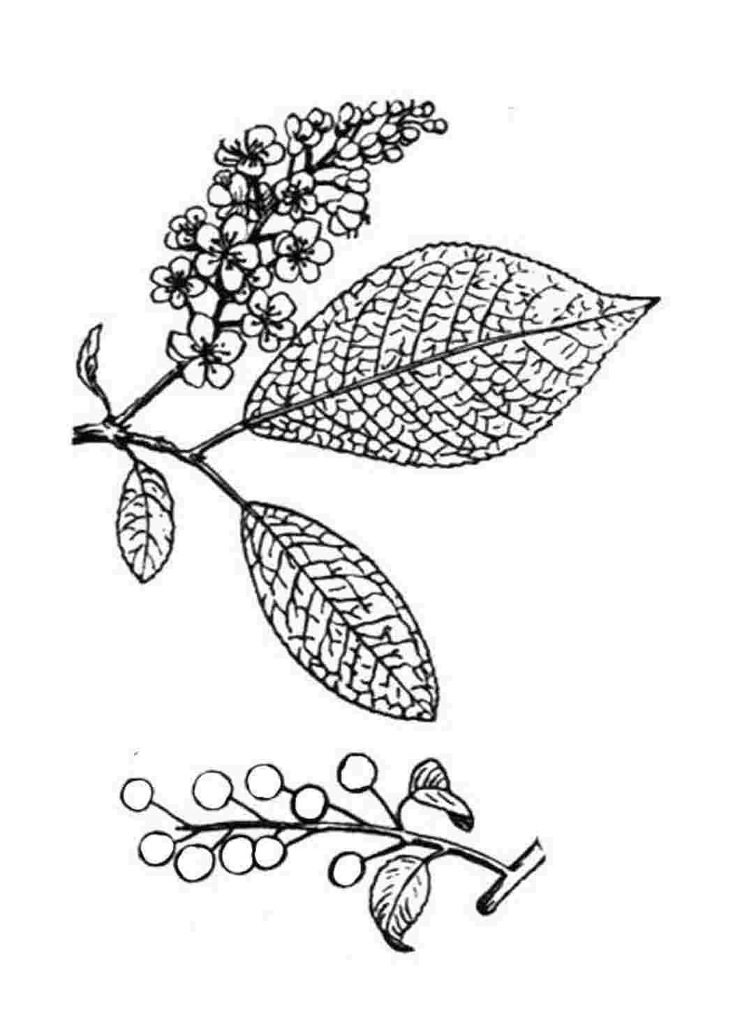 Цветущая яблоня для детей