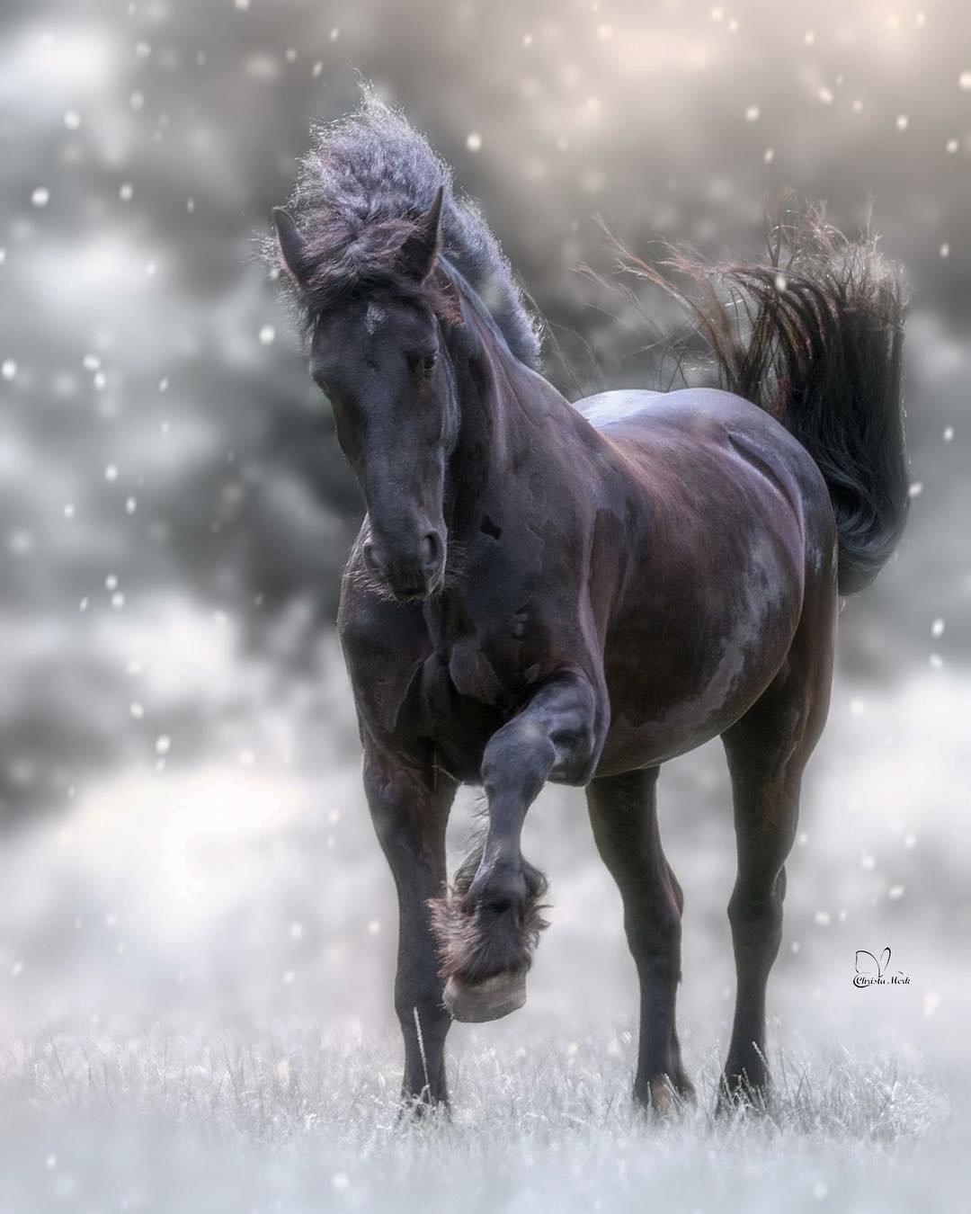 Черный конь зимой