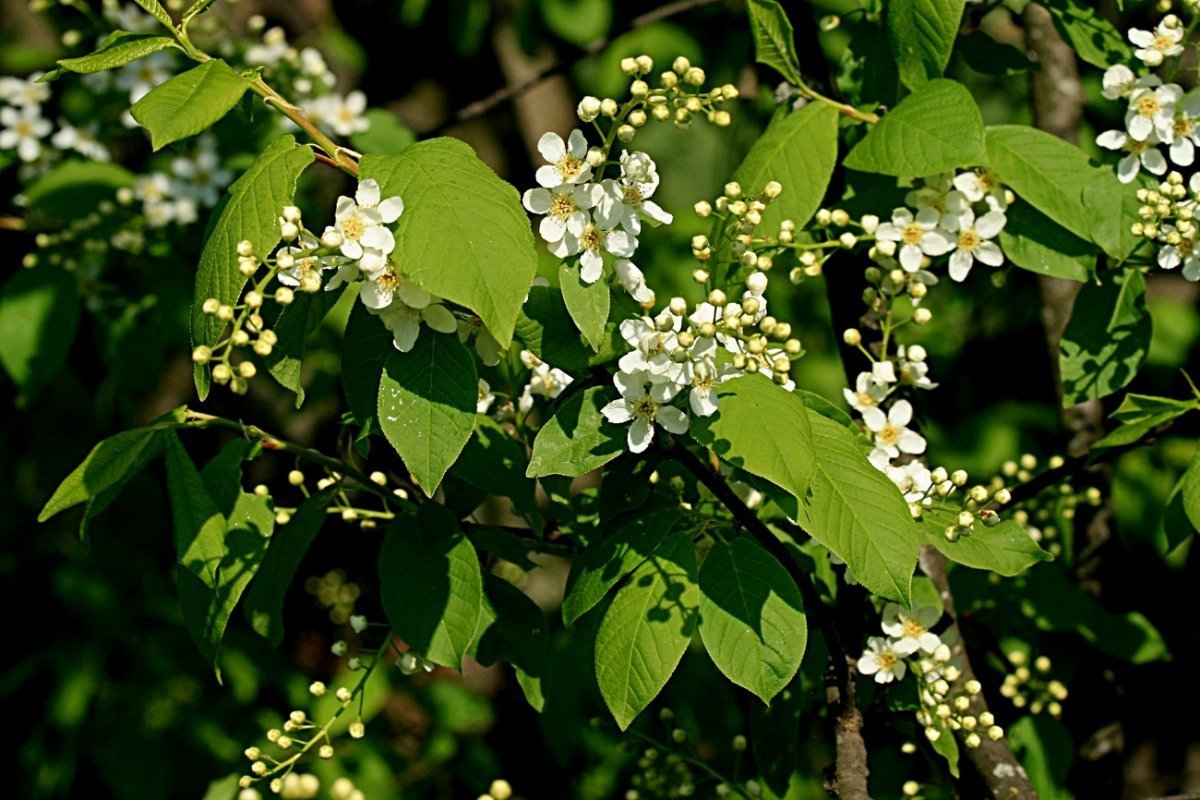 Черемуха махровая