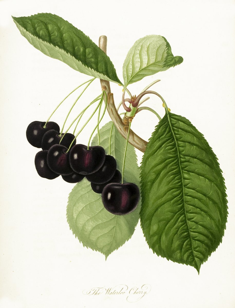 Черноплодная рябина