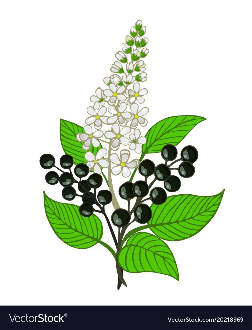 Ветка черемухи с ягодами