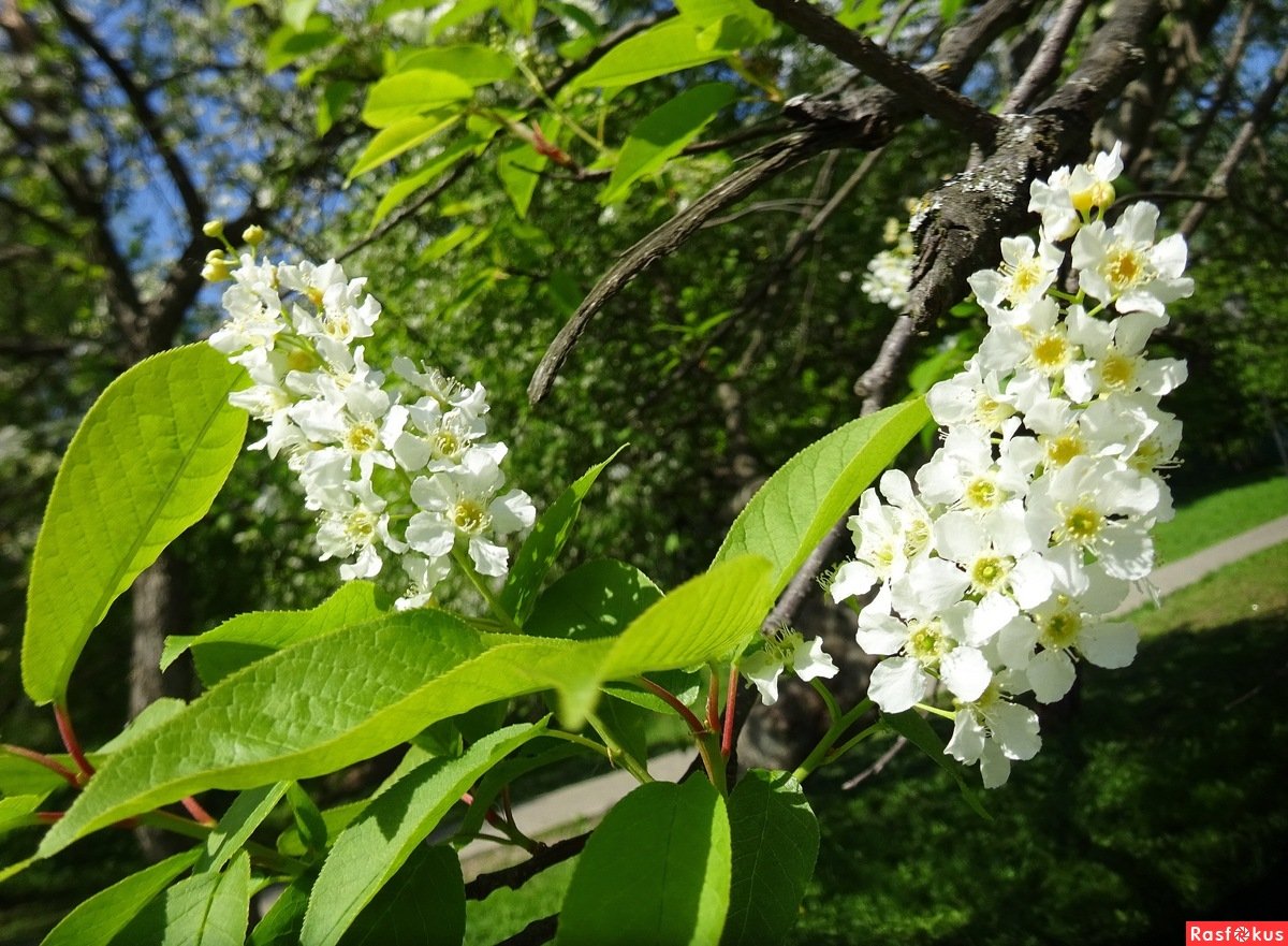 Черемуха на белом фоне