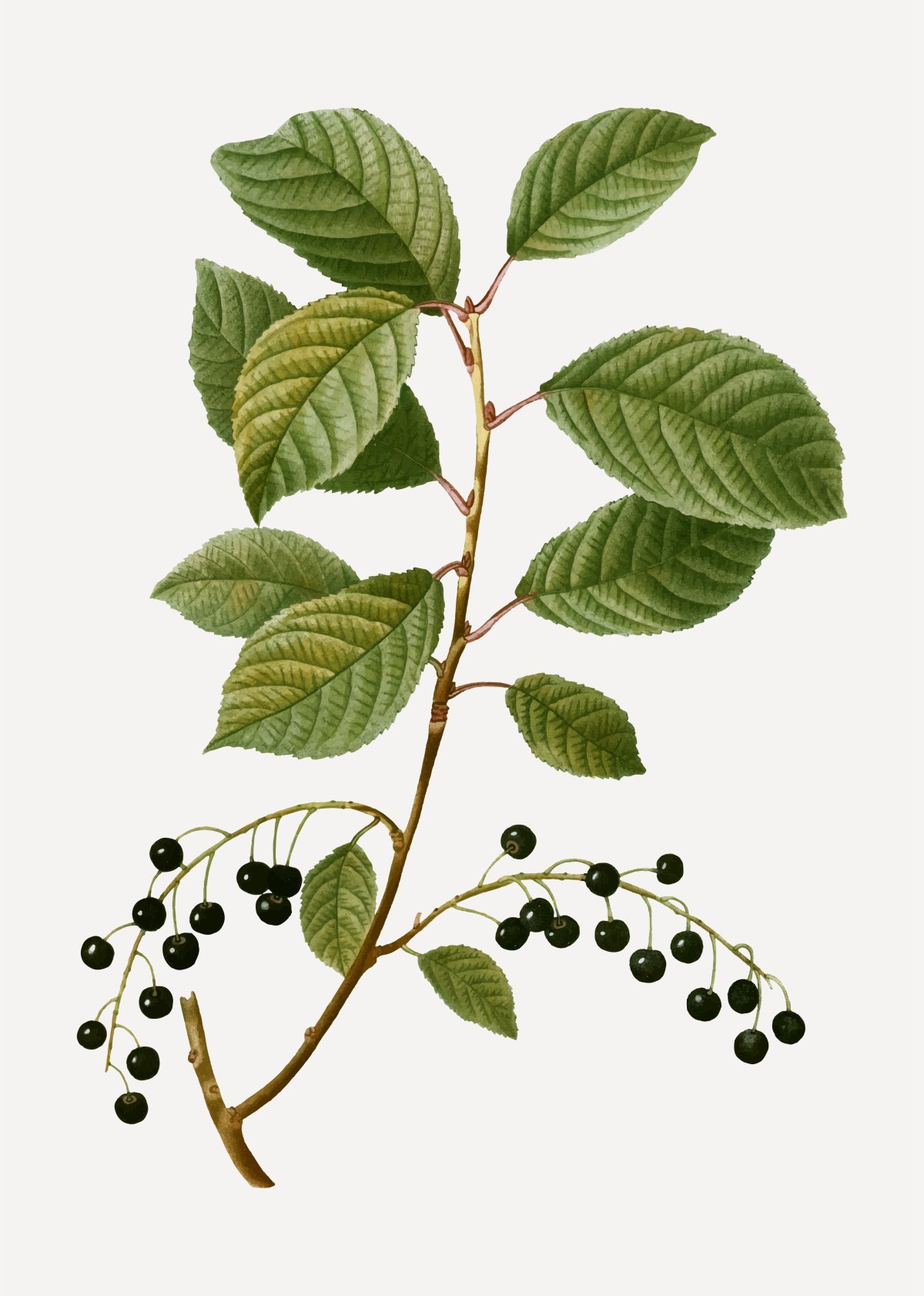 Рисование ветка черемухи