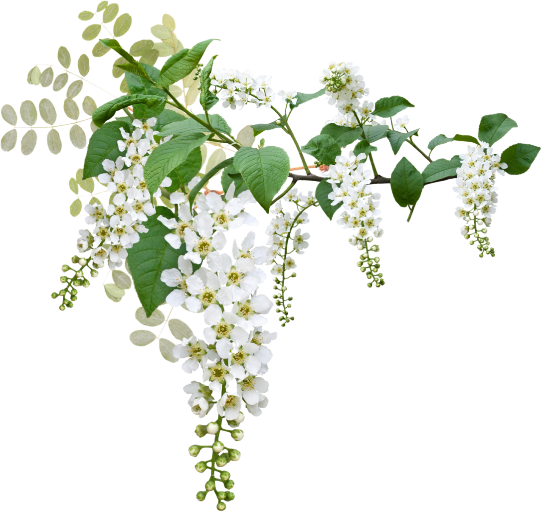 Черемуха обыкновенная весной