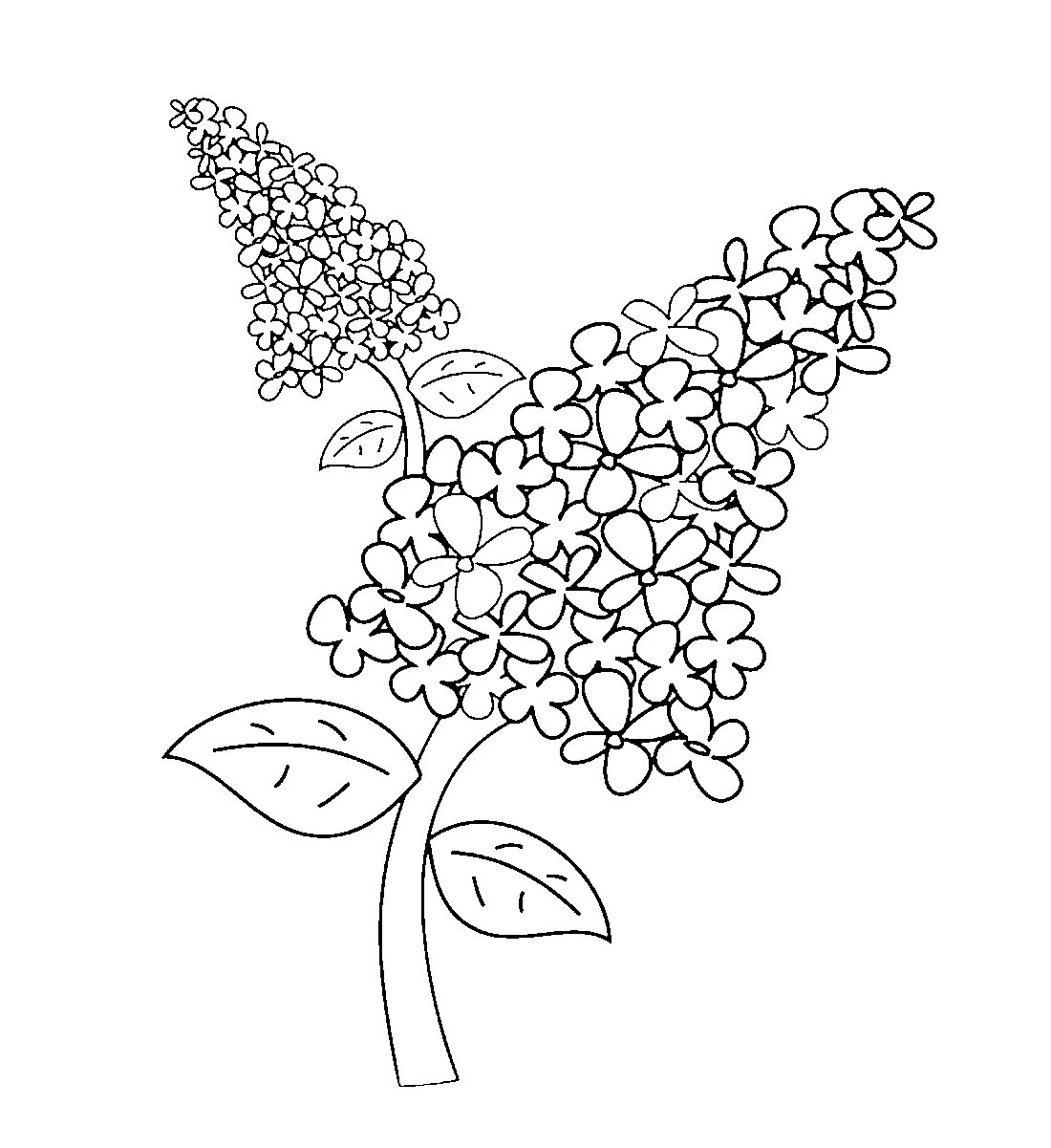 Черемуха пенсильванская цветы