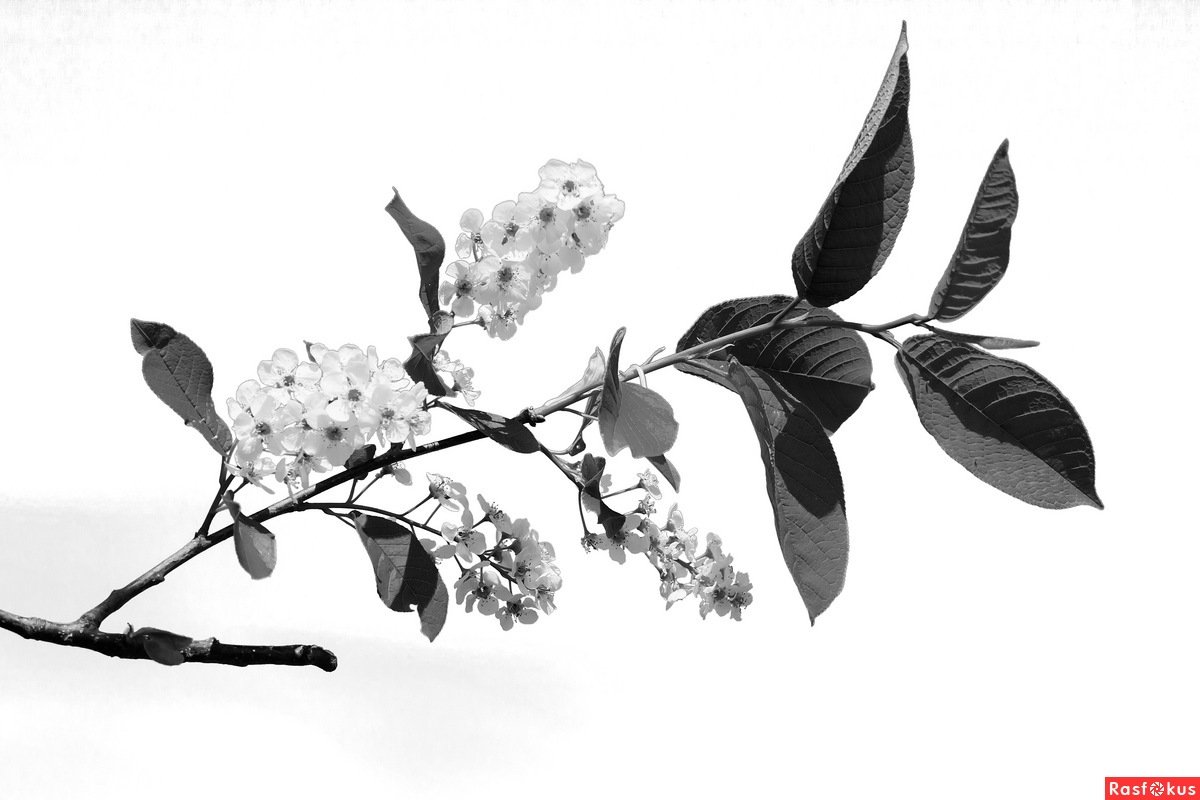 Черёмуха пенсильванская