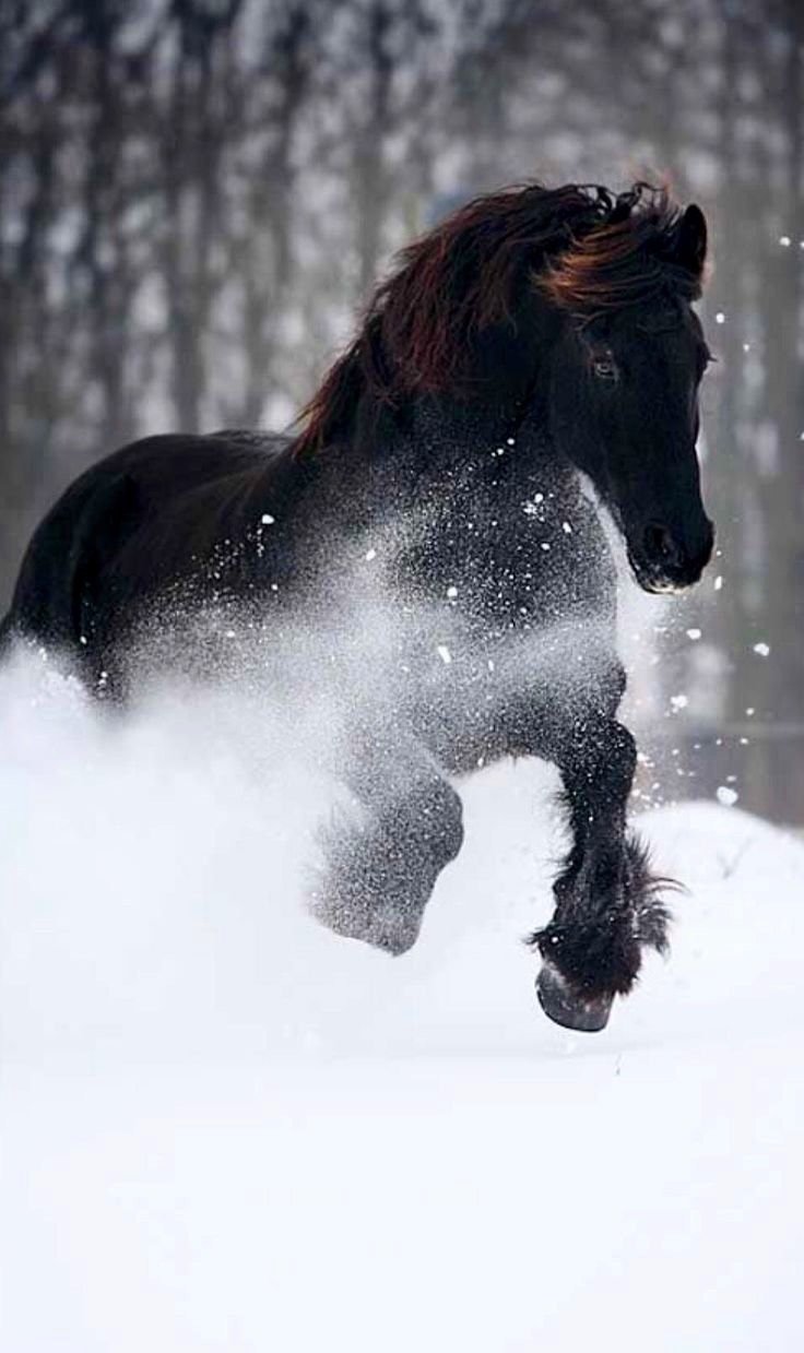 Лошади зимой