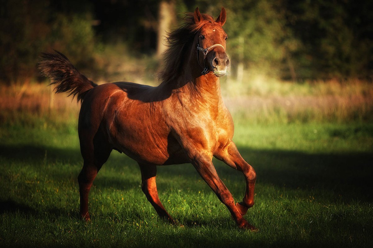 Войтек Квятковский фото лошадей