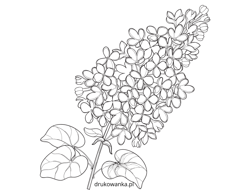 Черемуха картинка для детей